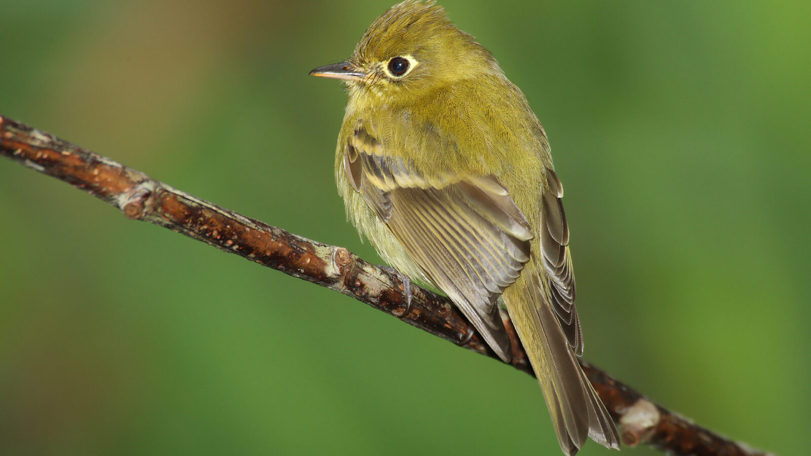 Yellowish Flycatcher