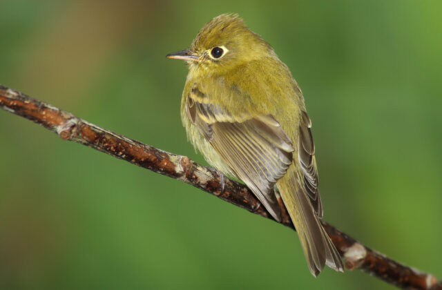 Yellowish Flycatcher