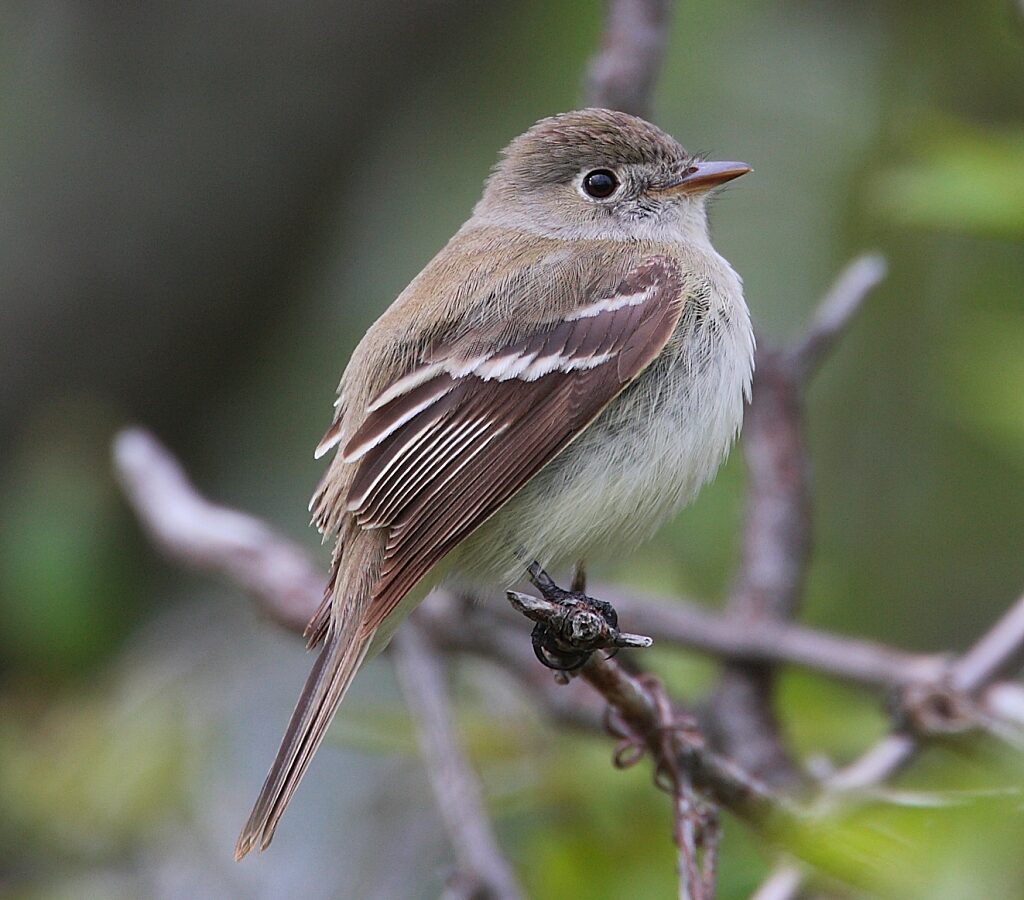 Least Flycatcher
