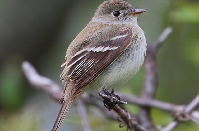 Least Flycatcher