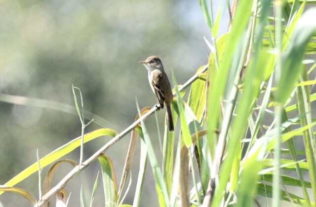 White-throated Flycatcher