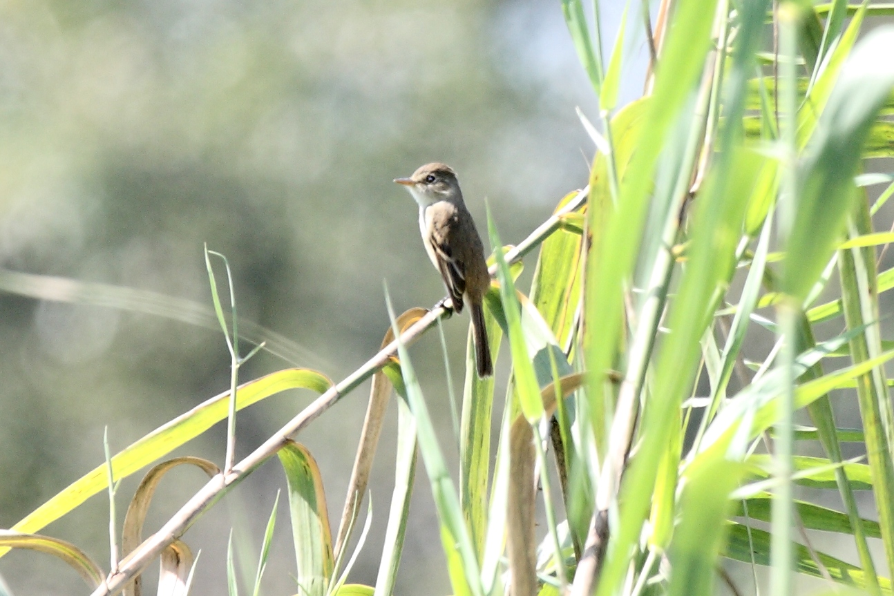 White-throated Flycatcher