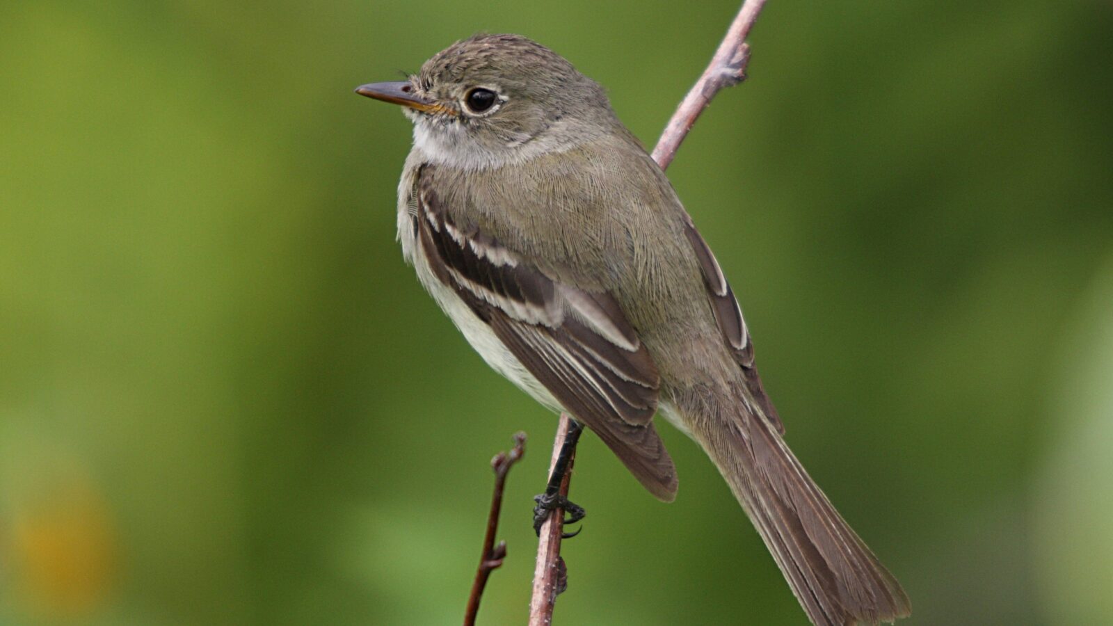 Alder Flycatcher