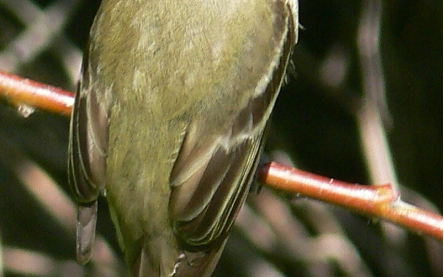 Western Flycatcher