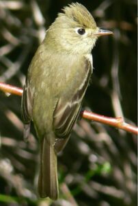 Western Flycatcher