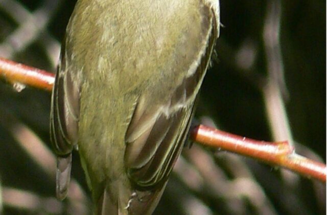 Western Flycatcher