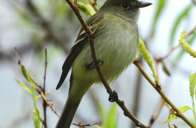 Yellow-bellied Flycatcher