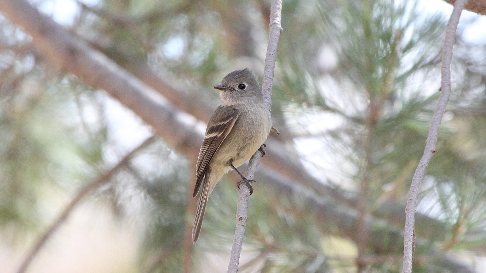 Hammond’s Flycatcher