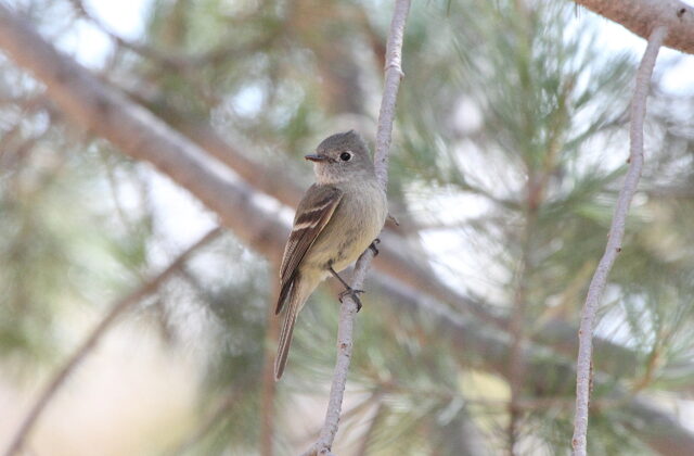 Hammond’s Flycatcher