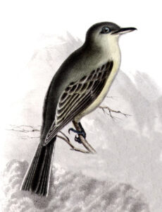 American Grey Flycatcher