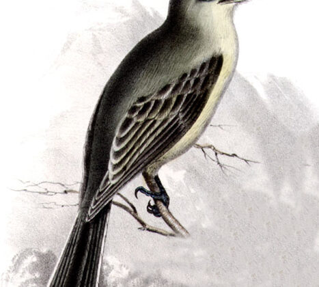 American Grey Flycatcher