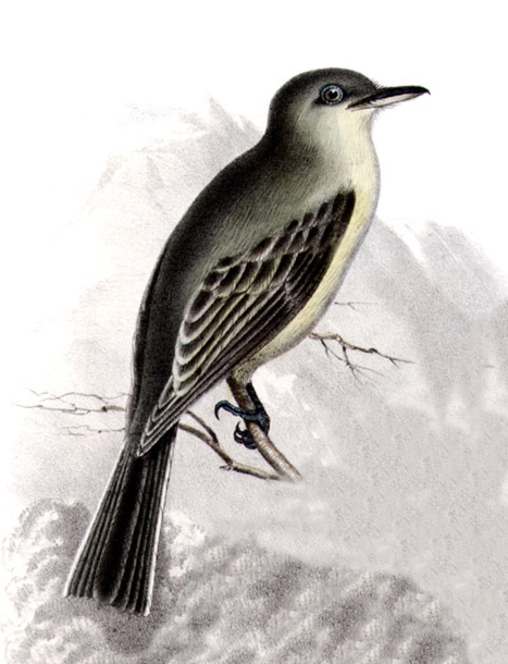 American Grey Flycatcher