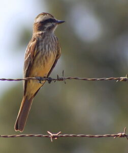 Variegated Flycatcher
