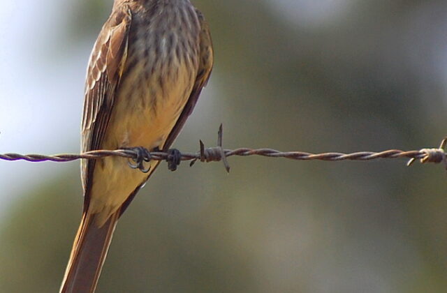 Variegated Flycatcher