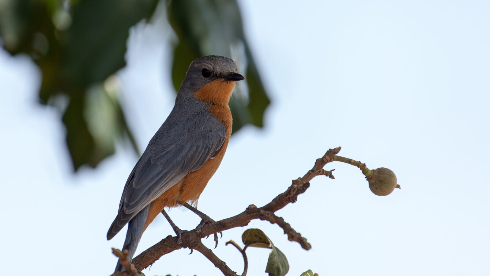 Silverbird
