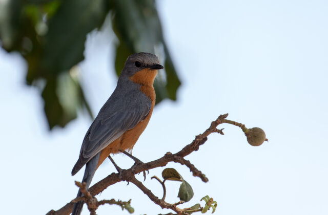 Silverbird
