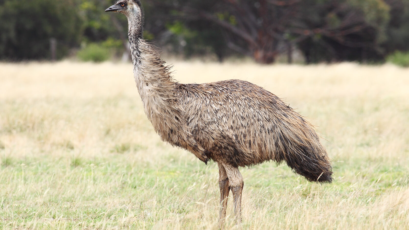 Emu
