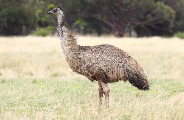 Emu
