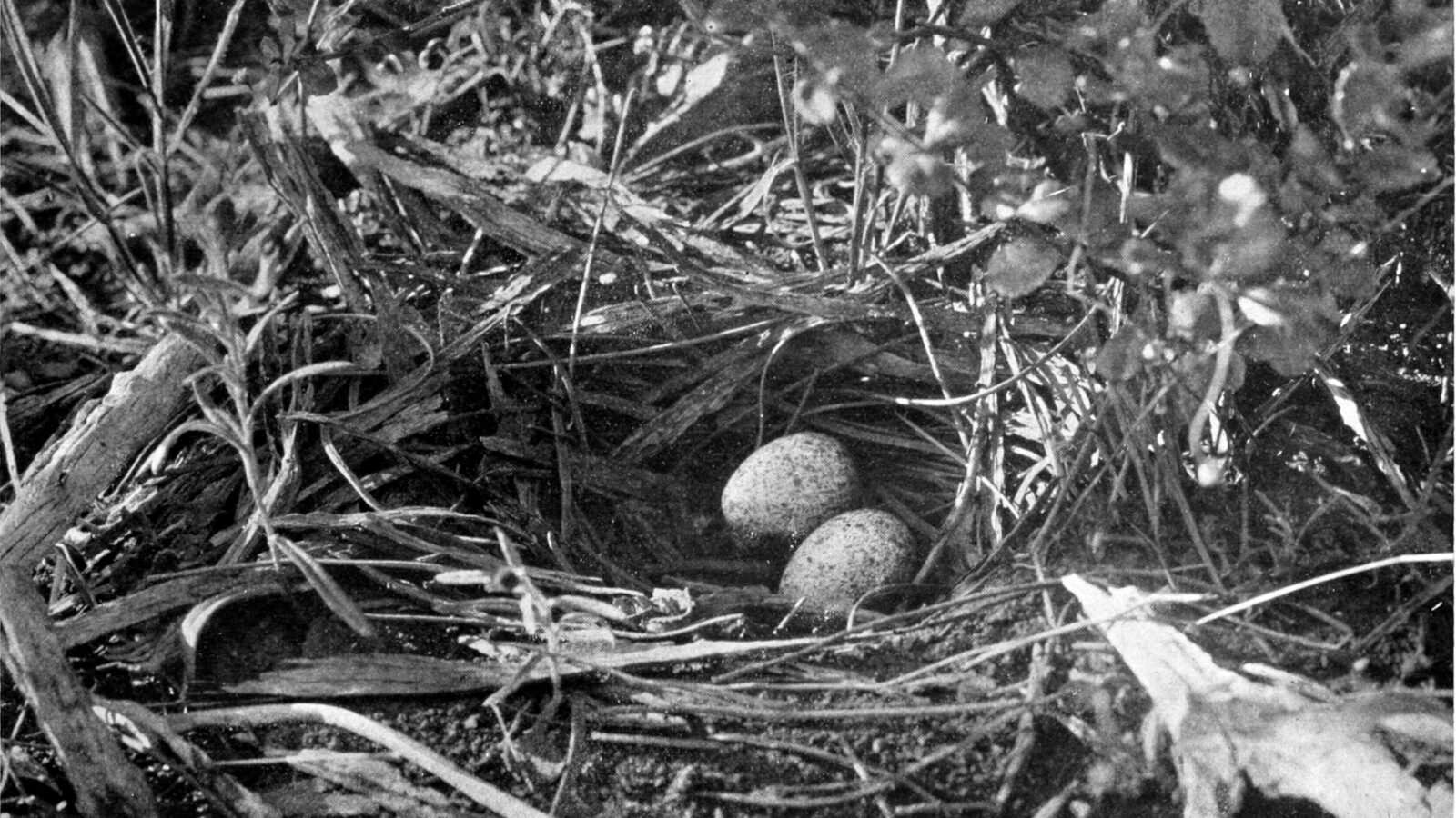Western Quail-thrush