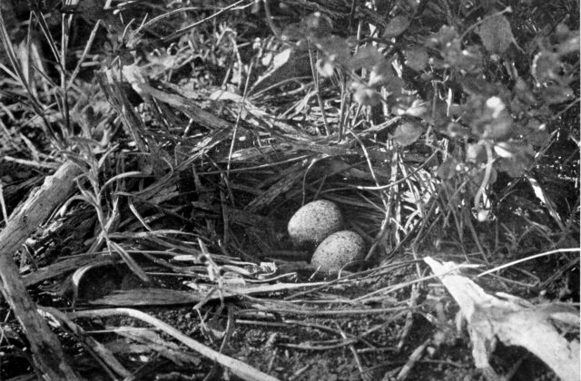 Western Quail-thrush