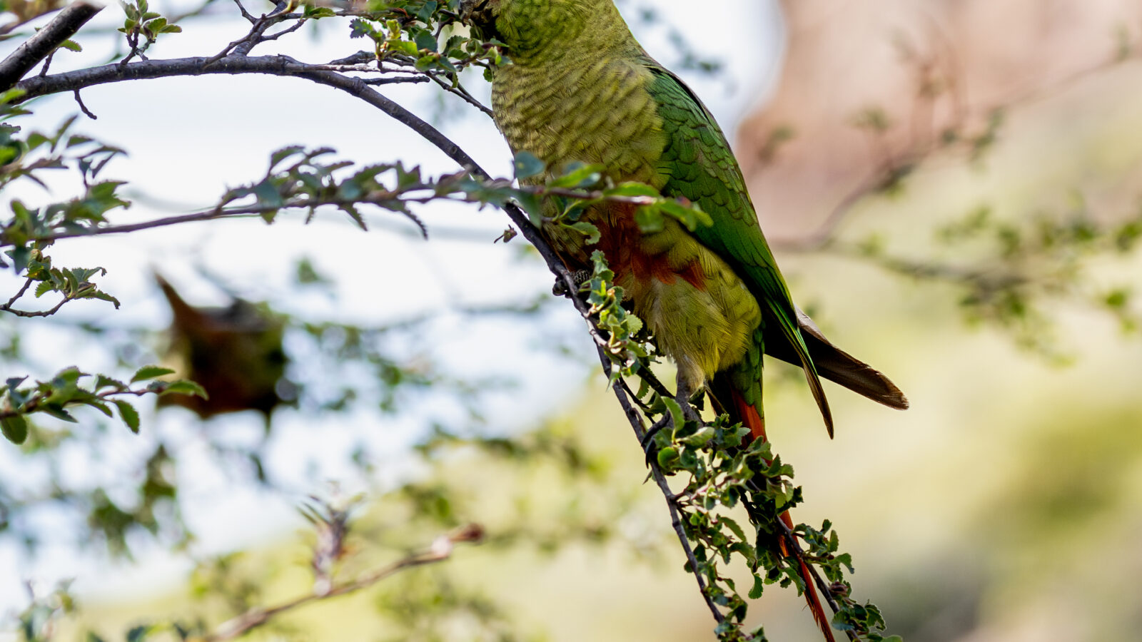 Austral Parakeet