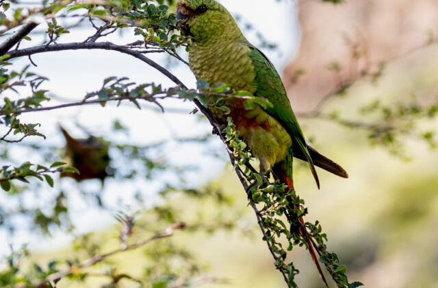 Austral Parakeet