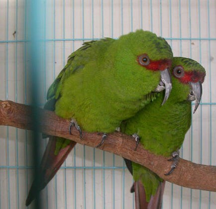 Slender-billed Parakeet