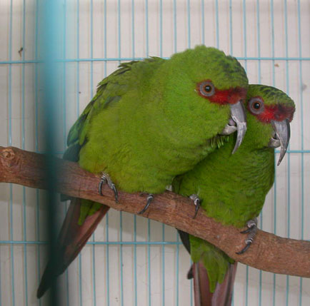 Slender-billed Parakeet