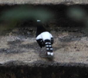 Bornean Forktail