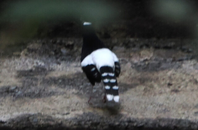Bornean Forktail