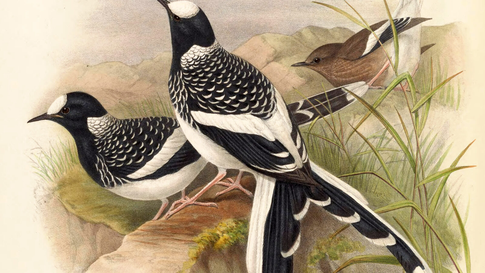 Spotted Forktail