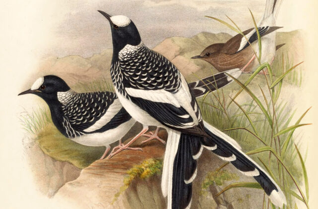 Spotted Forktail