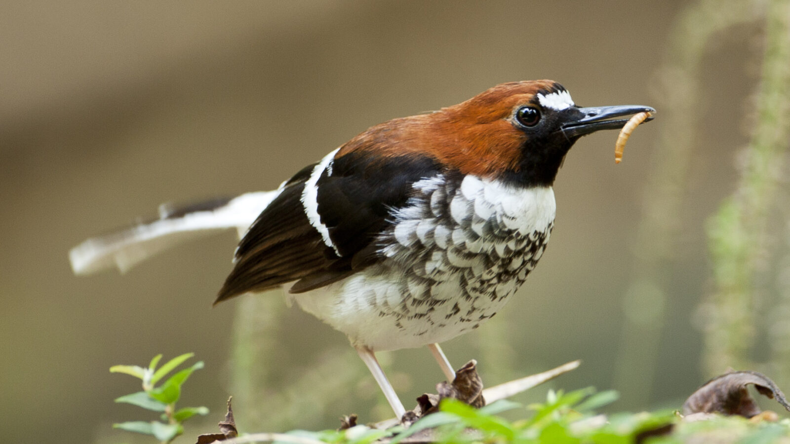 Chestnut-naped Forktail