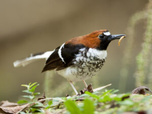 Chestnut-naped Forktail