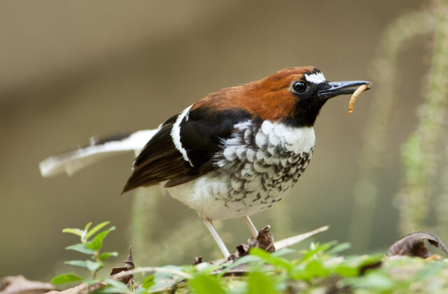 Chestnut-naped Forktail