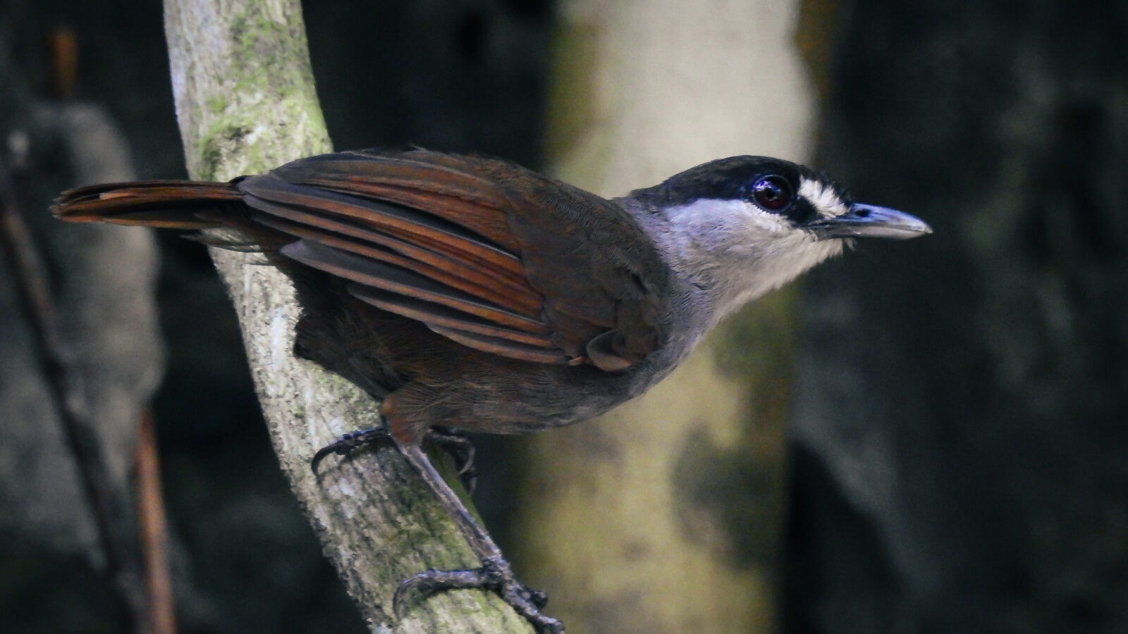 Black-browed Babbler