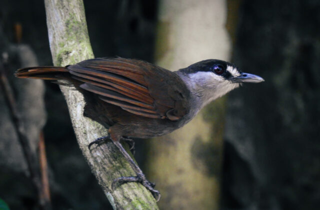 Black-browed Babbler