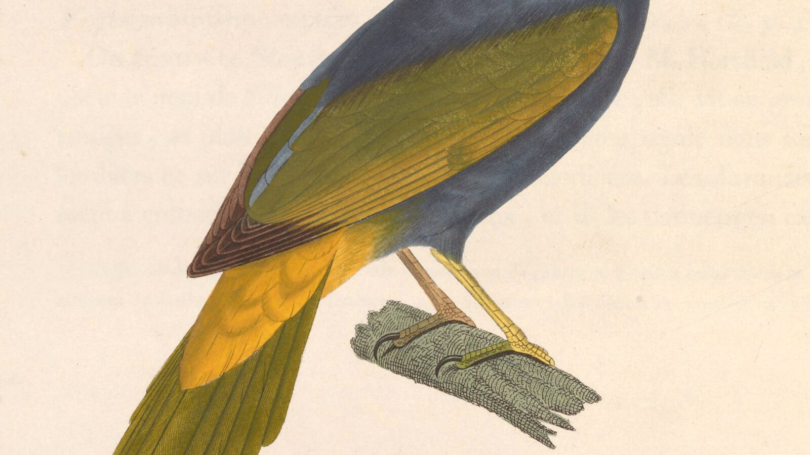 Fiery-browed Starling