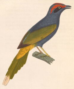 Fiery-browed Starling