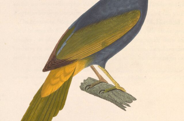 Fiery-browed Starling