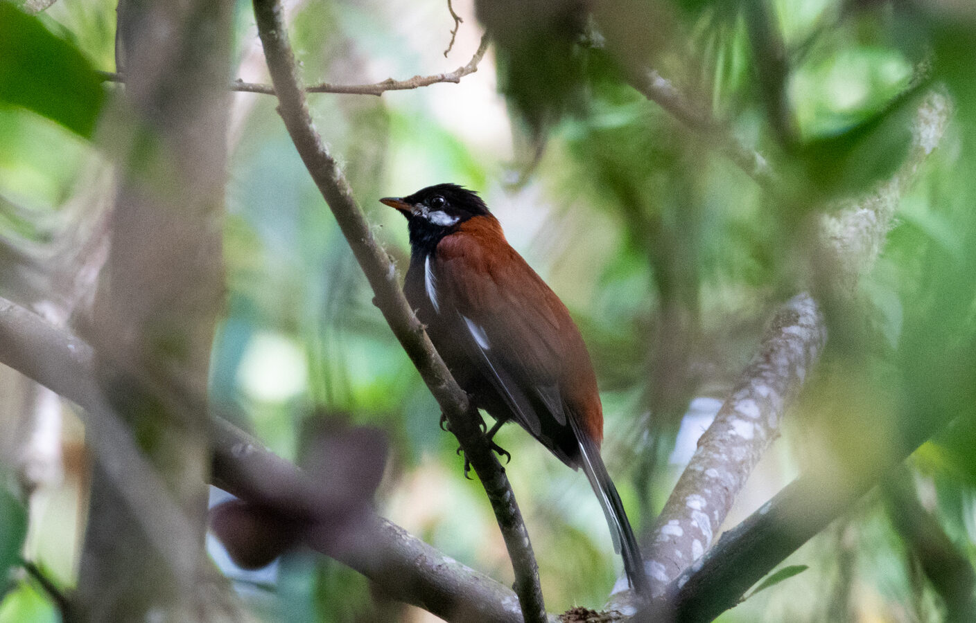 White-eared Solitaire