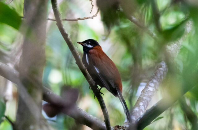 White-eared Solitaire
