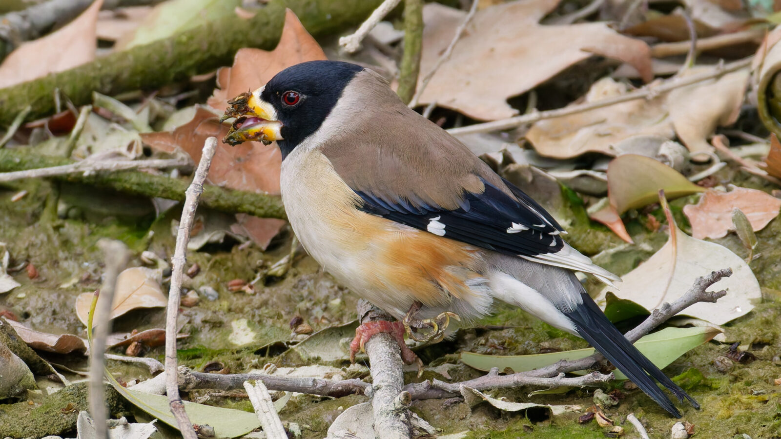 Chinese Grosbeak