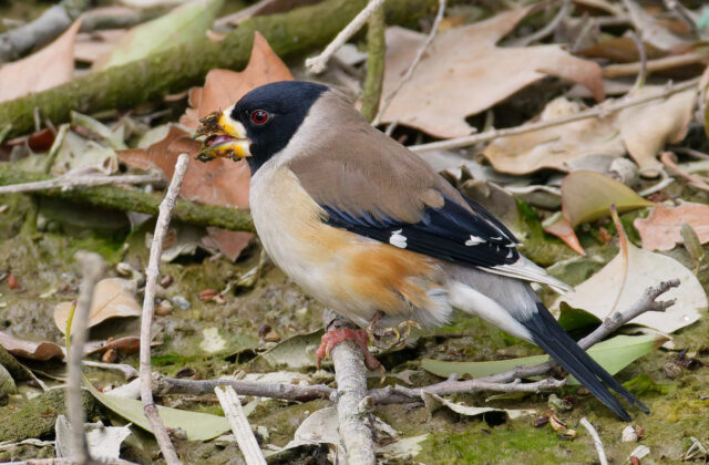 Chinese Grosbeak