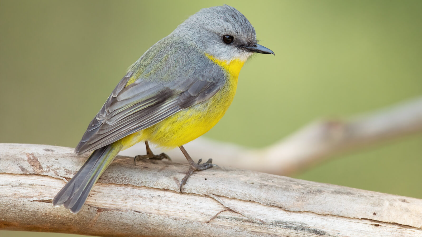 Eastern Yellow Robin