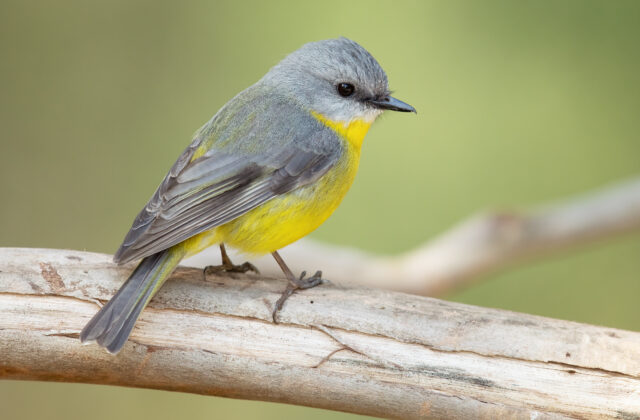 Eastern Yellow Robin