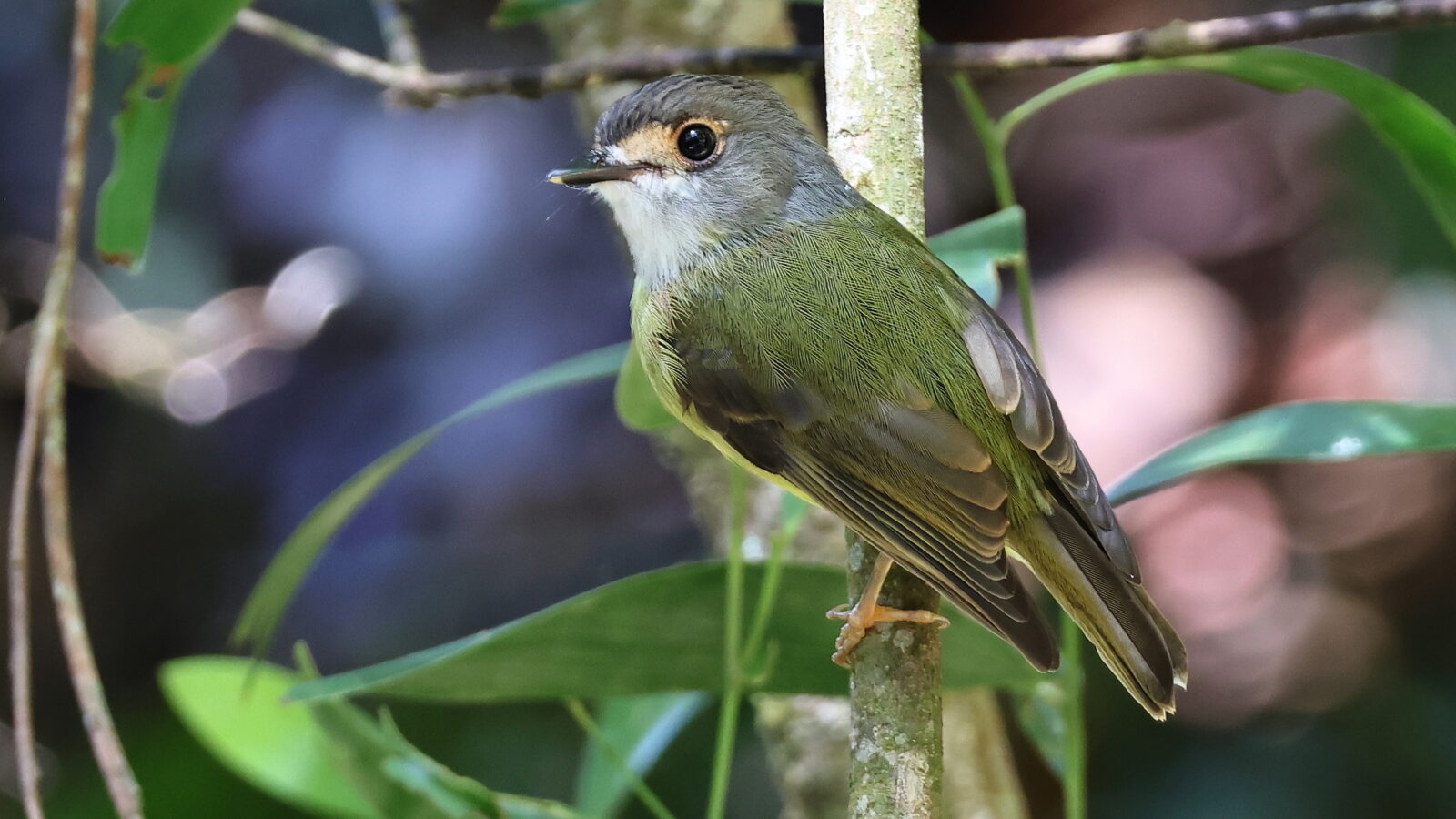 Pale-yellow Robin