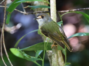 Pale-yellow Robin