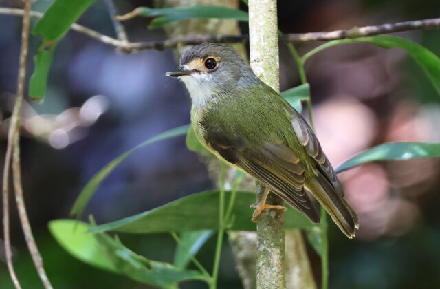 Pale-yellow Robin
