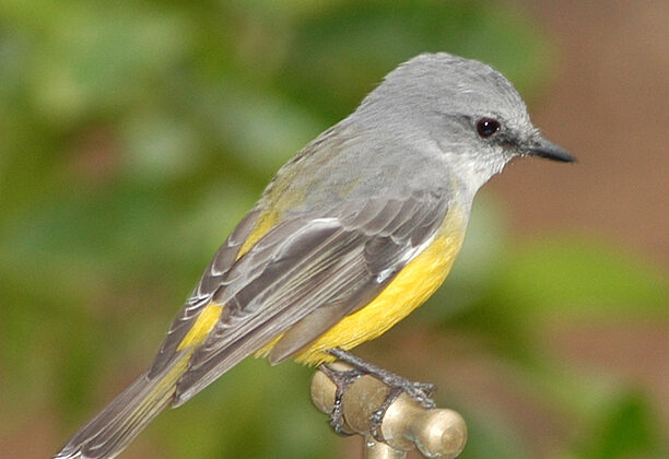 Western Yellow Robin